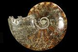 Polished, Agatized Ammonite (Cleoniceras) - Madagascar #78346-1